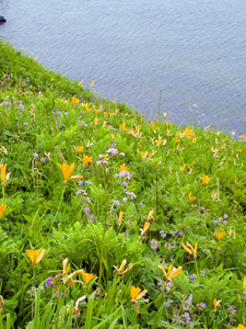 野生百合花