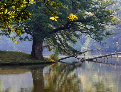 野生湖边的一棵树.照片