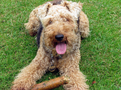 绿色草地上的威尔士猎犬