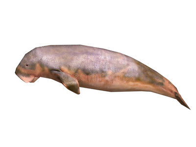 lamantin海牛照片