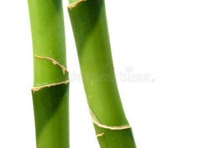 两根竹子两根竹竿照片