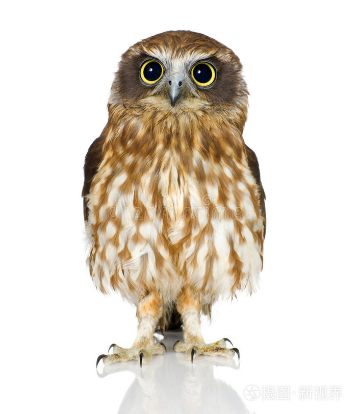 下载小样发票合同问题/举报新西兰猫头鹰新西兰猫头鹰新西兰猫头鹰