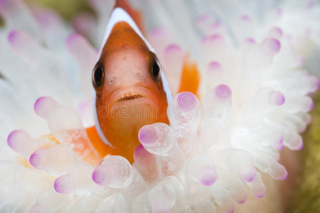 海葵小丑鱼