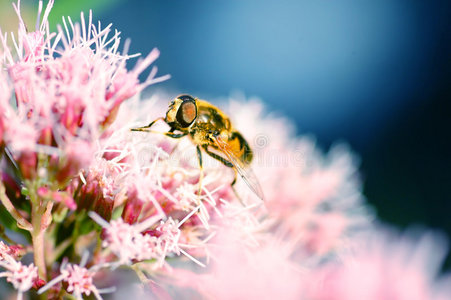 蜜蜂在花上