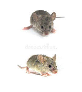 矢量图可爱鼠标卡通可爱鼠标卡通美丽的年轻微笑的女人在米老鼠耳朵