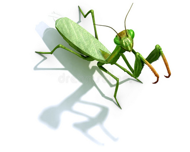 螳螂白螳螂照片