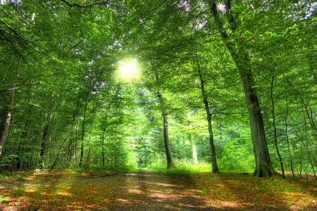 初阳森林里的初阳照片