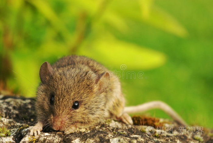 下载小样发票合同问题/举报哺乳动物鼩鼠幼鼠俄罗斯仓鼠哑巴鼠老鼠最