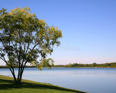 分支 天空 夏天 池塘 公园 树叶 太阳 风景 四肢 自然
