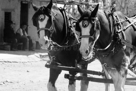 狂野的西城驿站马车来了照片