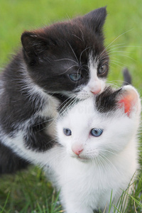 小猫飞猫或跳猫小猫抚摸猫妈妈玩猫咪的小孩有猫粮和两只小猫的碗num