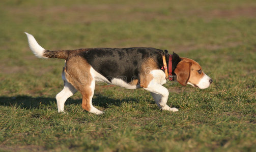 小猎犬