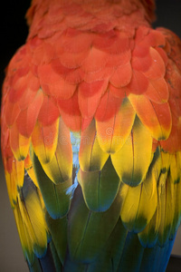金刚鹦鹉的鲜红羽毛