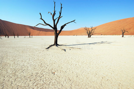 沙漠中的树戴德夫雷