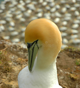 新的 野生动物 殖民地 塘鹅 海鸟 账单 美丽的 新西兰