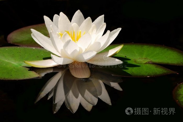 白莲花照片 正版商用图片0hcpss 摄图新视界