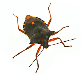 半翅目昆虫图片