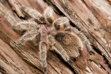 智利玫瑰狼蛛照片