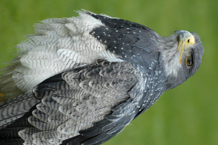 灰白色猛禽图片