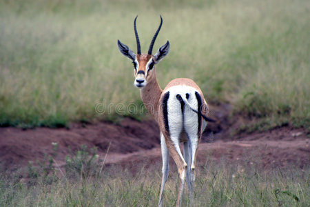 坦桑尼亚的野生动物