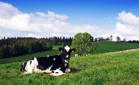 大草原奶牛图片