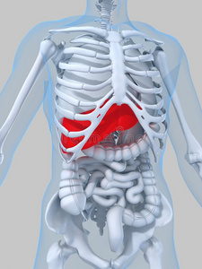 男性肝脏解剖与消化器官人体内脏平面图标集医生用听诊器和医院在手上