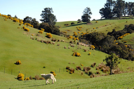 新苏格兰场图片