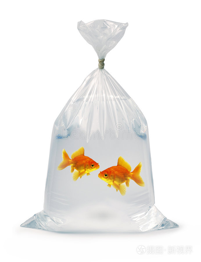 一袋两条金鱼照片正版商用图片0hd472摄图新视界