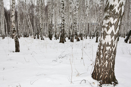 俄罗斯冬季的桦木