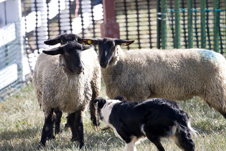 母牛, 浣熊, 猫头鹰, 老, 大象, 狗羊牵狗向量的白色背景,彼前一狗头