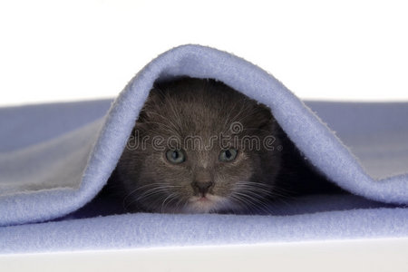 毛毯上的灰猫