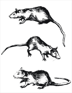 老鼠小老鼠小女孩和老鼠卡通老鼠对砖墙手绘美丽女性的眼睛,素描.