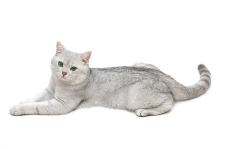 英国短毛野猫照片