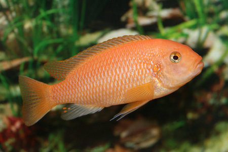 橙色非洲蝉.照片