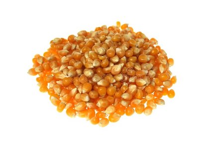 英格利丁黄籽玉米照片