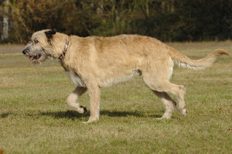 爱尔兰狼犬移动