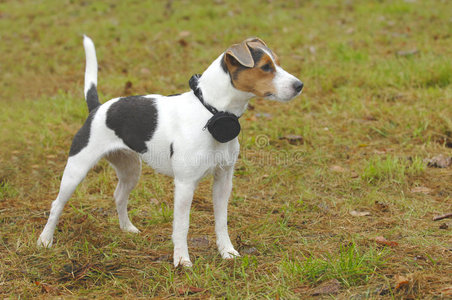 杰克罗素梗图片