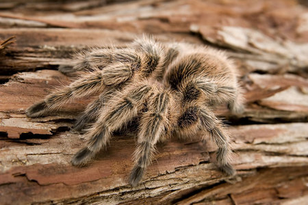 智利玫瑰狼蛛图片