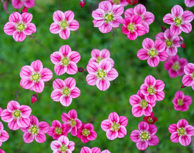 红色的小花图片