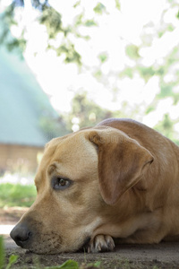 拉布拉多猎犬