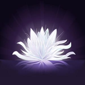 夜里发光花图片