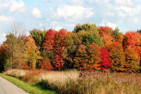 秋天的树木和草