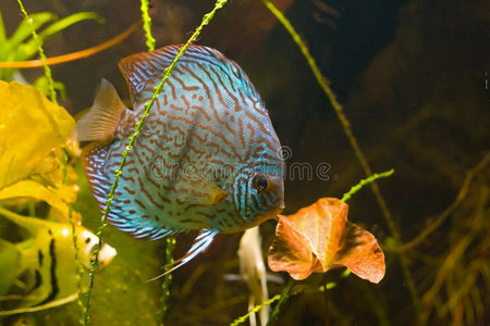 水族馆热带鱼