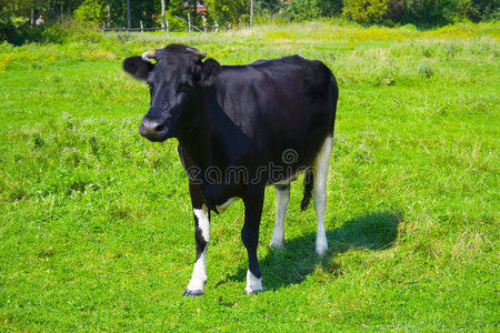 田里的牛
