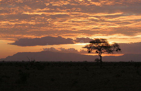 日落 暮光 环境 国家的 非洲 森林 游猎 天空 大草原