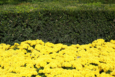 花束 植物学 花的 公园 树叶 美女 假日 植物 花瓣 风景