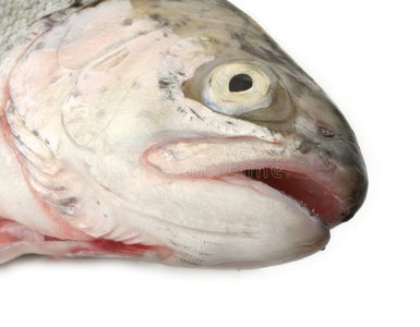 白鱼头图片