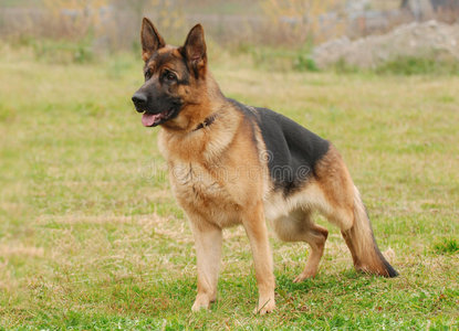 犬舍德国牧羊犬照片