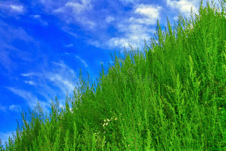 天草图片-天草素材-天草插画-摄图新视界