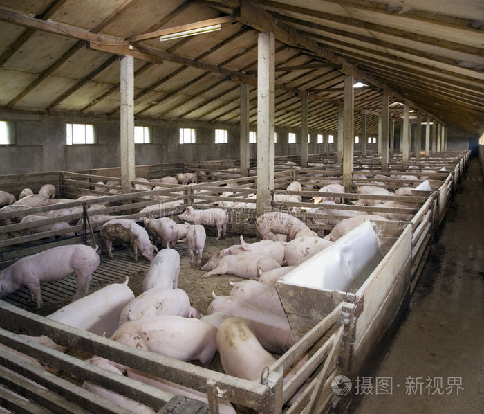 养猪场照片-正版商用图片0hegho-摄图新视界